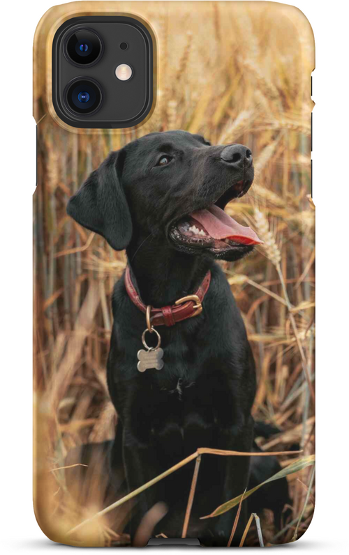 Black Labrador in Wheat Field for iPhone 11