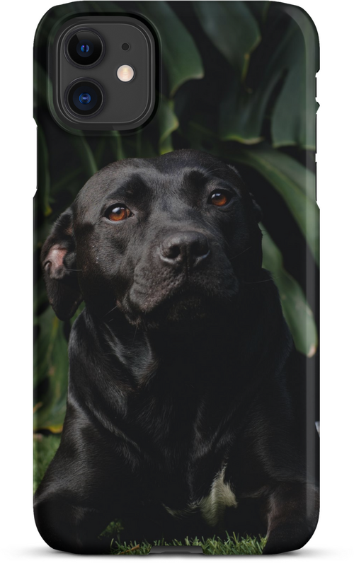 Black Labrador on Dark Green Background for iPhone 11