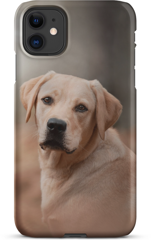 Labrador Retriever on Blurred Background for iPhone 11