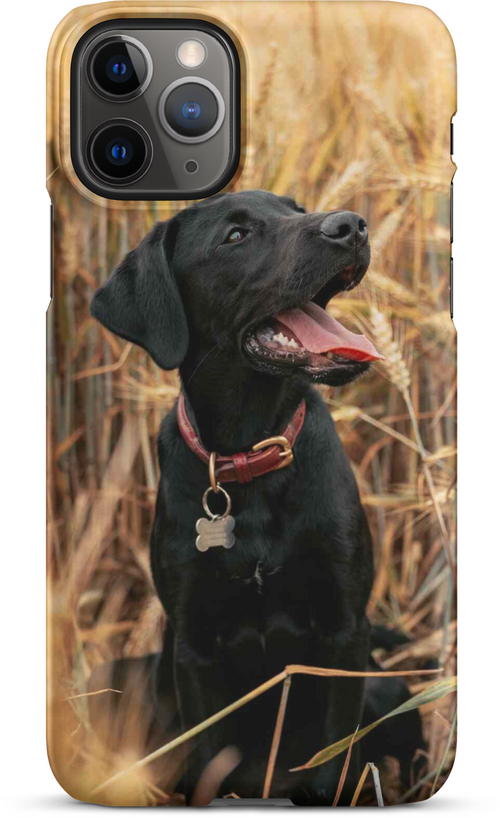 Black Labrador in Wheat Field for iPhone 11 pro