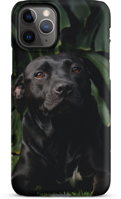 Black Labrador on Dark Green Background for iPhone 11 pro