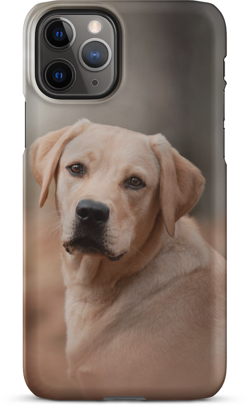 Labrador Retriever on Blurred Background for iPhone 11 pro