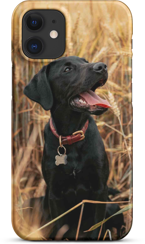 Black Labrador in Wheat Field for iPhone 12 mini