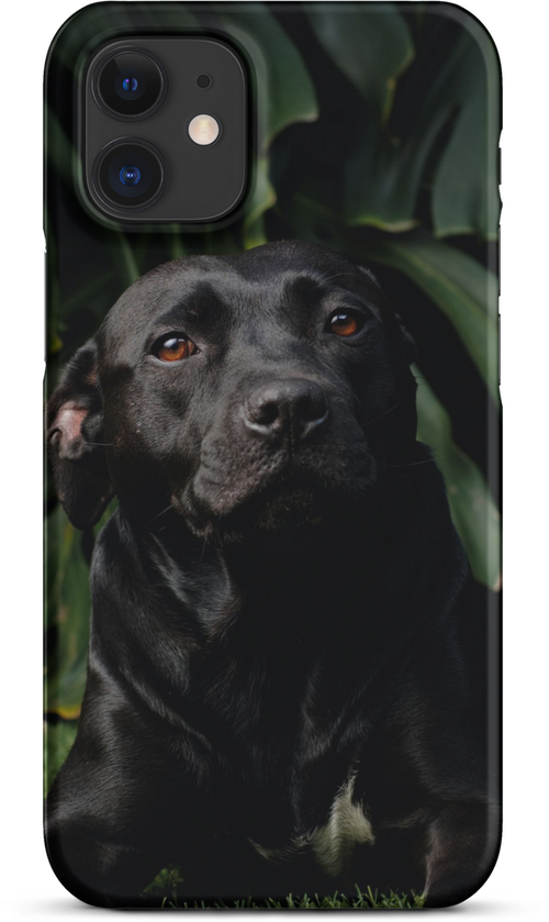 Black Labrador on Dark Green Background for iPhone 12 mini