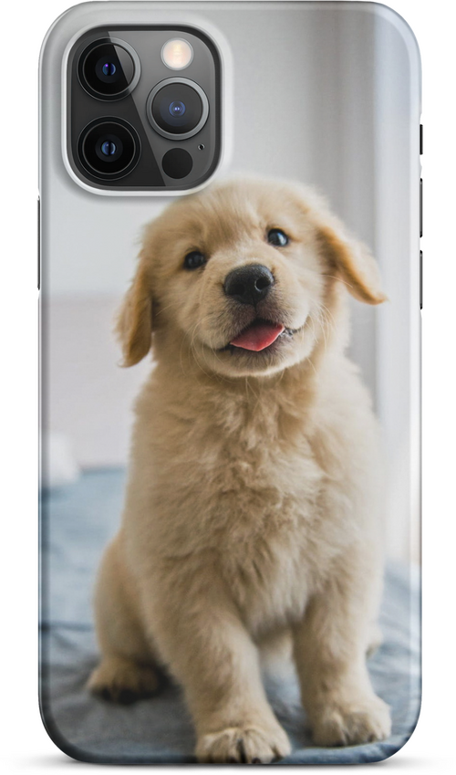 Golden Labrador Puppy on Bed for iPhone 12 pro