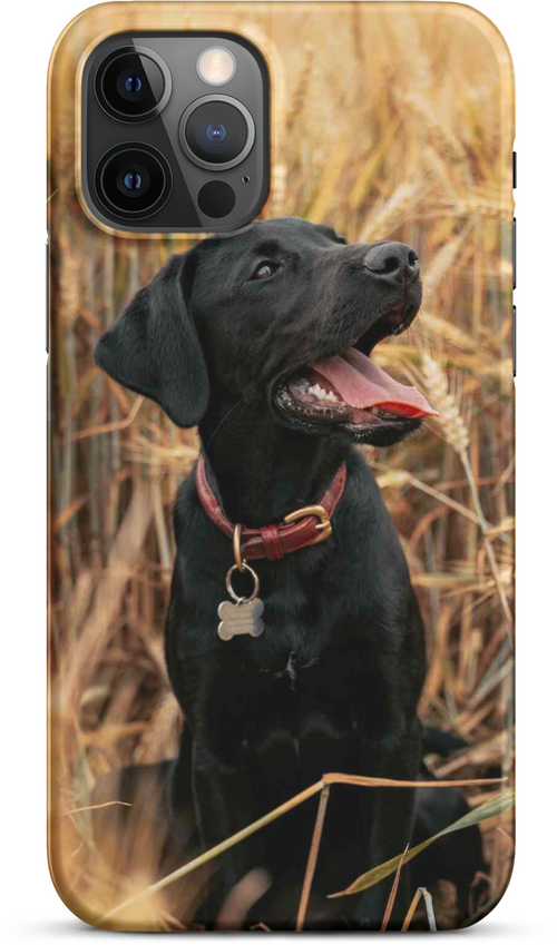 Black Labrador in Wheat Field for iPhone 12 pro