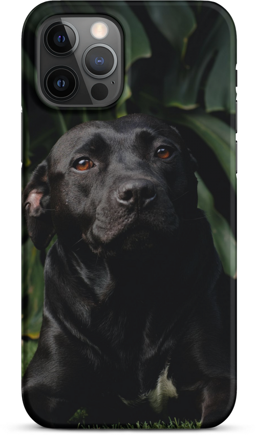 Black Labrador on Dark Green Background for iPhone 12 pro