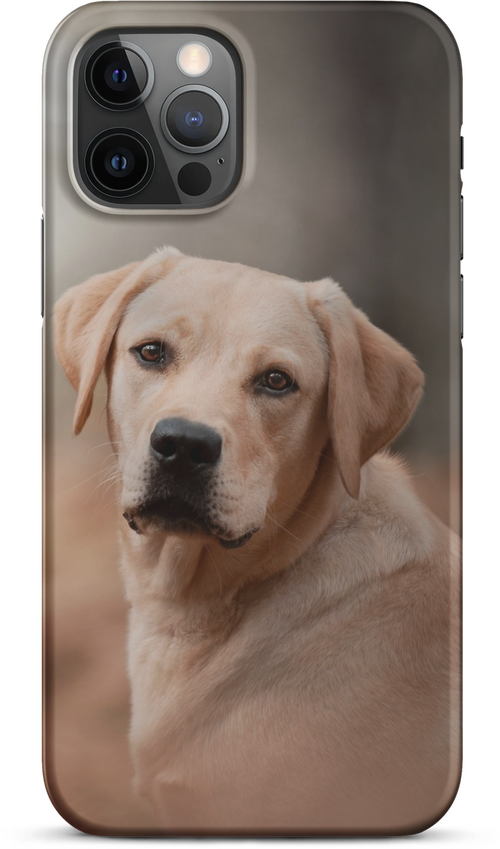 Labrador Retriever on Blurred Background for iPhone 12 pro