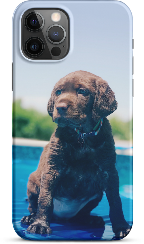 Chocolate Labrador Puppy by the Water for iPhone 12 pro