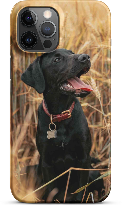 Black Labrador in Wheat Field for iPhone 12 pro max