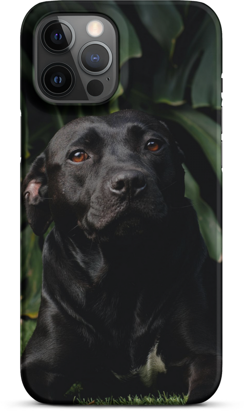 Black Labrador on Dark Green Background for iPhone 12 pro max