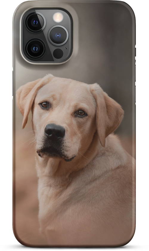 Labrador Retriever on Blurred Background for iPhone 12 pro max