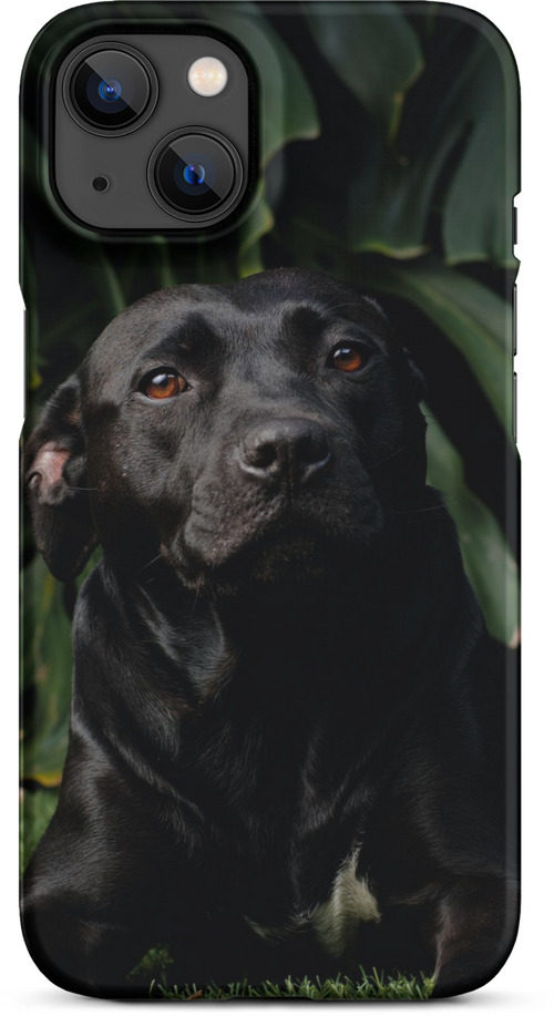 Black Labrador on Dark Green Background for iPhone 13