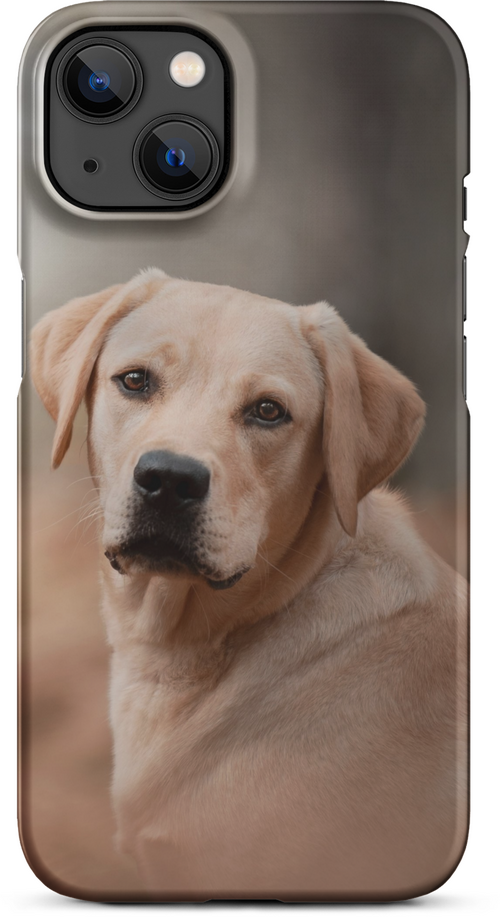 Labrador Retriever on Blurred Background for iPhone 13