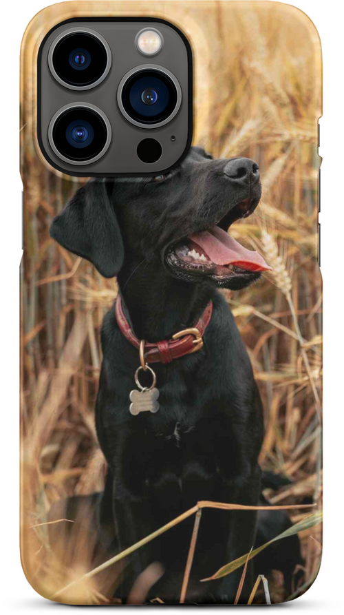 Black Labrador in Wheat Field for iPhone 13 pro