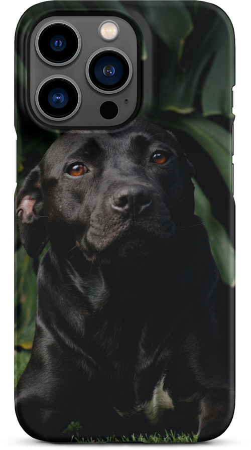 Black Labrador on Dark Green Background for iPhone 13 pro