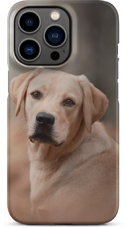 Labrador Retriever on Blurred Background for iPhone 13 pro