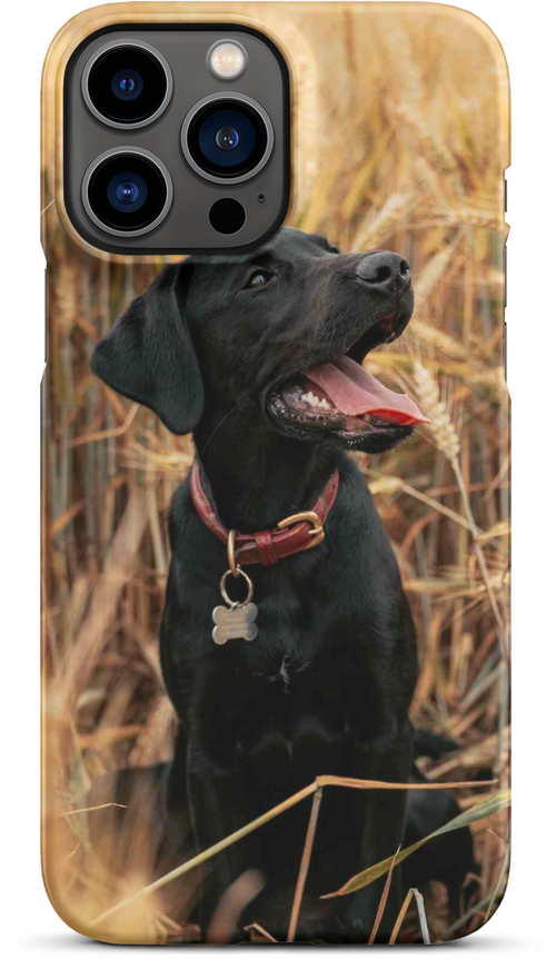 Black Labrador in Wheat Field for iPhone 13 pro max