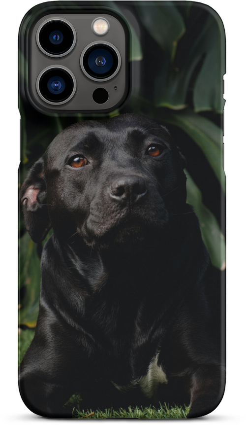 Black Labrador on Dark Green Background for iPhone 13 pro max