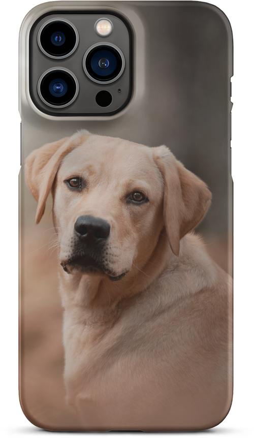 Labrador Retriever on Blurred Background for iPhone 13 pro max