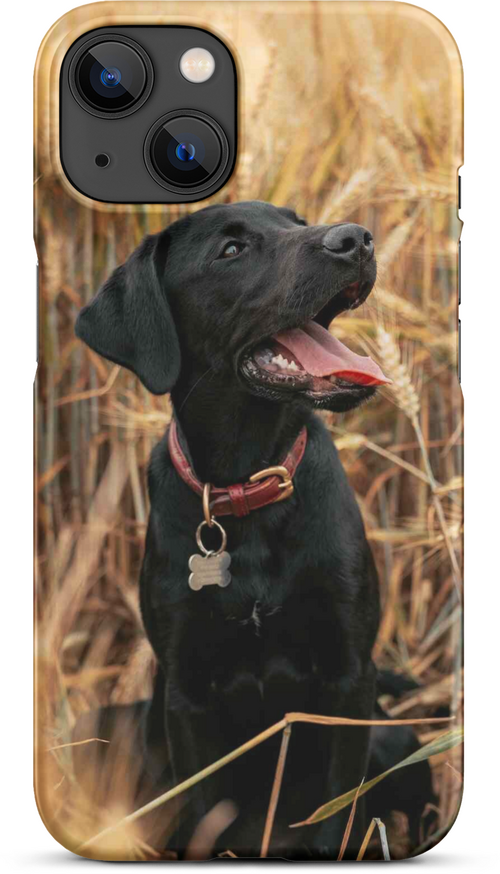 Black Labrador in Wheat Field for iPhone 14