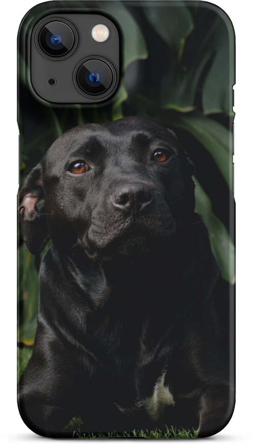 Black Labrador on Dark Green Background for iPhone 14