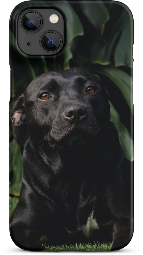 Black Labrador on Dark Green Background for iPhone 14 plus