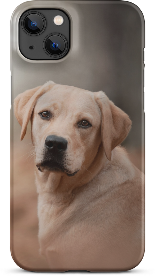 Labrador Retriever on Blurred Background for iPhone 14 plus