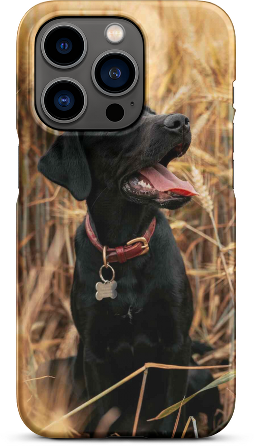 Black Labrador in Wheat Field for iPhone 14 pro