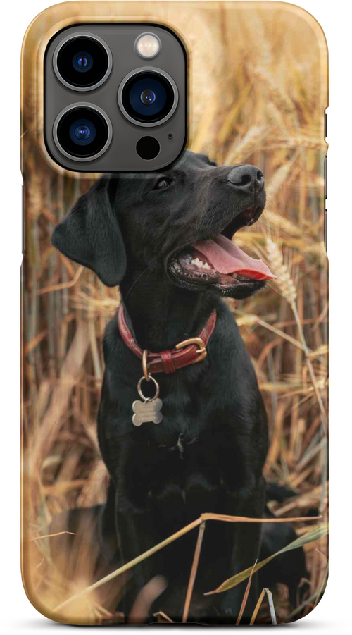 Black Labrador in Wheat Field for iPhone 14 pro max