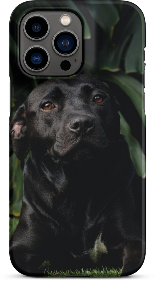 Black Labrador on Dark Green Background for iPhone 14 pro max