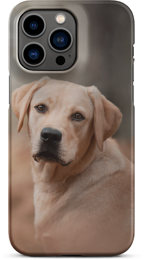 Labrador Retriever on Blurred Background for iPhone 14 pro max