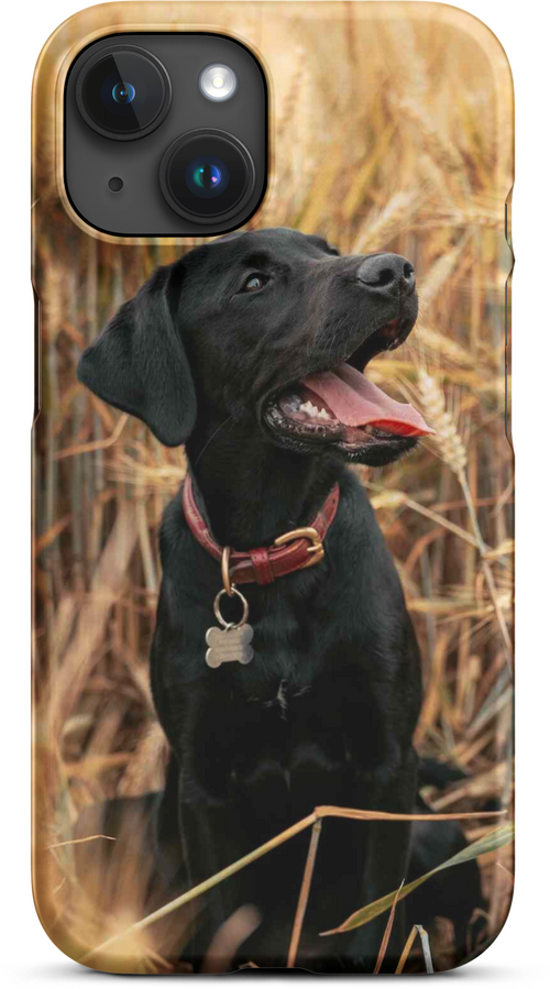 Black Labrador in Wheat Field for iPhone 15