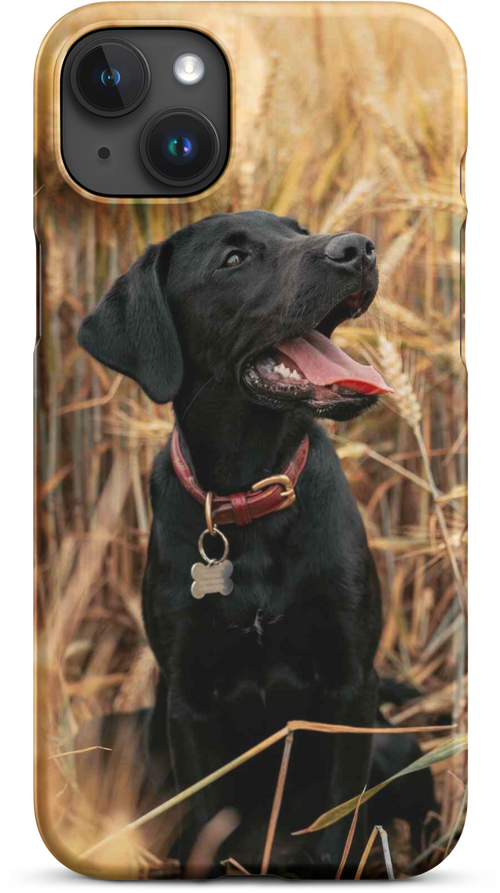 Black Labrador in Wheat Field for iPhone 15 plus