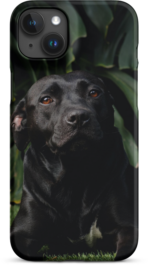 Black Labrador on Dark Green Background for iPhone 15 plus