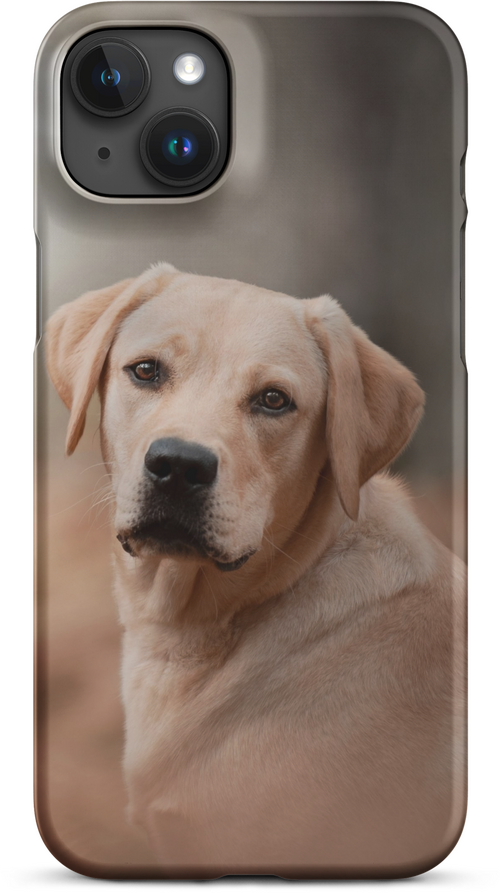 Labrador Retriever on Blurred Background for iPhone 15 plus