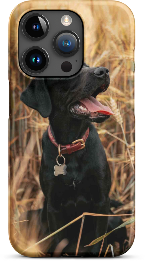 Black Labrador in Wheat Field for iPhone 15 pro