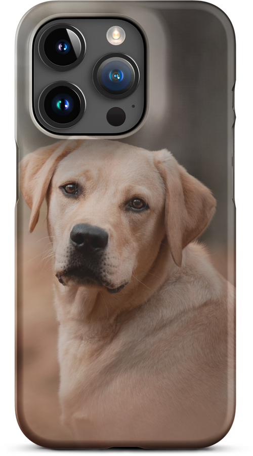 Labrador Retriever on Blurred Background for iPhone 15 pro