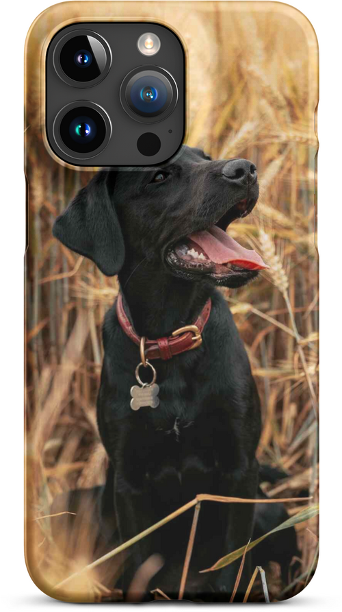 Black Labrador in Wheat Field for iPhone 15 pro max