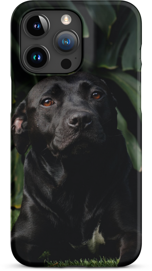 Black Labrador on Dark Green Background for iPhone 15 pro max