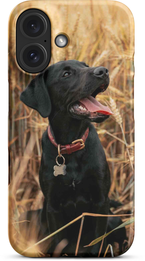 Black Labrador in Wheat Field for iPhone 16