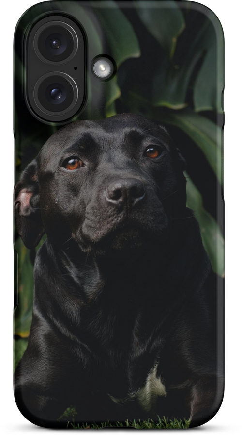 Black Labrador on Dark Green Background for iPhone 16