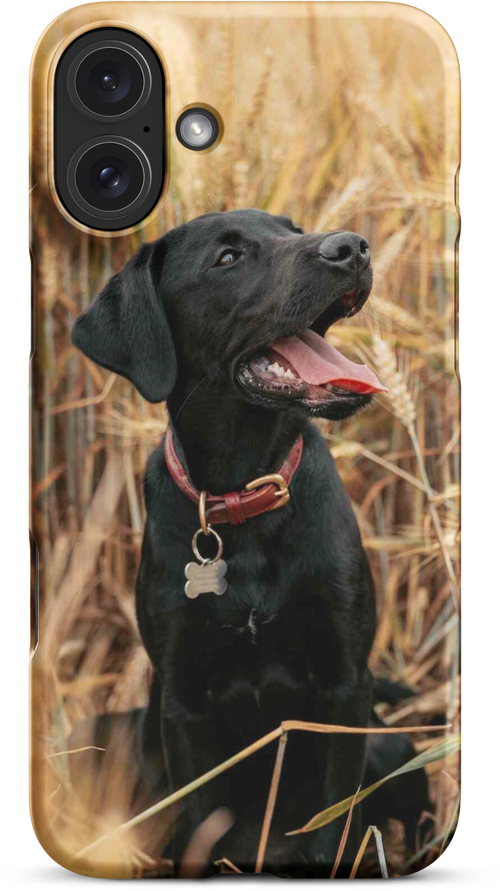 Black Labrador in Wheat Field for iPhone 16 plus