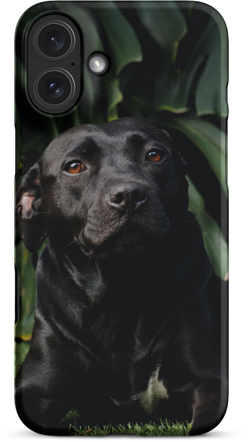 Black Labrador on Dark Green Background for iPhone 16 plus