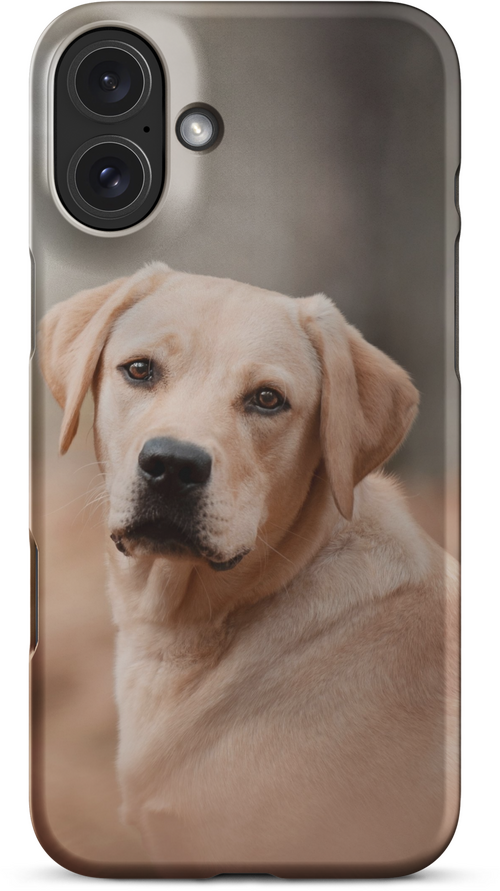 Labrador Retriever on Blurred Background for iPhone 16 plus