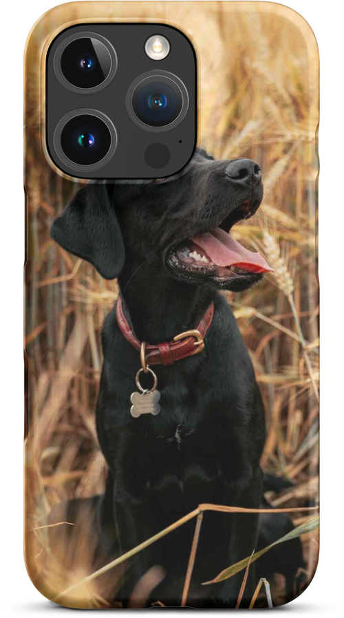 Black Labrador in Wheat Field for iPhone 16 pro