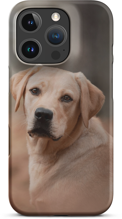 Labrador Retriever on Blurred Background for iPhone 16 pro